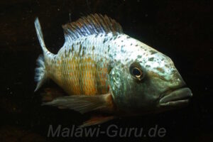 Fossorochromis rostratus 'Mbenji Island'