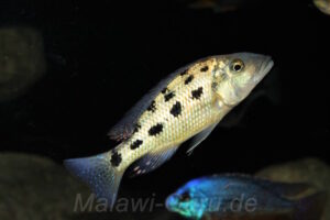 Fossorochromis rostratus 'Mitande Rocks'