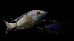 Fossorochromis rostratus 'Otter Point'