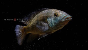 Fossorochromis rostratus 'Otter Point'
