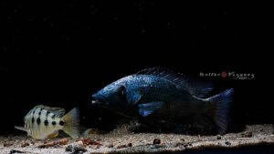 Fossorochromis rostratus 'Otter Point'