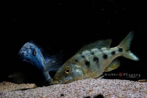 Fossorochromis rostratus 'Otter Point'