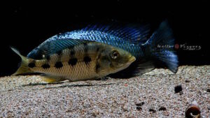 Fossorochromis rostratus 'Otter Point'