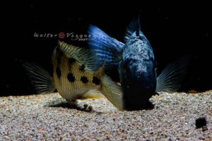 Fossorochromis rostratus 'Otter Point'