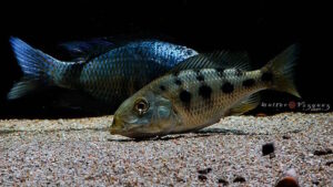 Fossorochromis rostratus 'Otter Point'