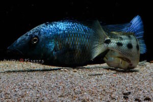 Fossorochromis rostratus 'Otter Point'