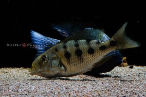 Fossorochromis rostratus 'Otter Point'