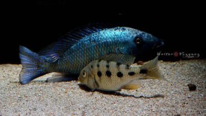 Fossorochromis rostratus 'Otter Point'