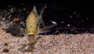 Fossorochromis rostratus 'Otter Point'