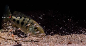 Fossorochromis rostratus 'Otter Point'