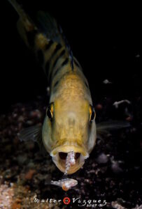 Fossorochromis rostratus 'Otter Point'