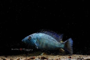Fossorochromis rostratus 'Otter Point'
