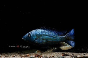 Fossorochromis rostratus 'Otter Point'