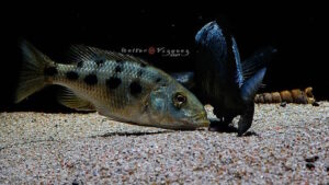 Fossorochromis rostratus 'Otter Point'