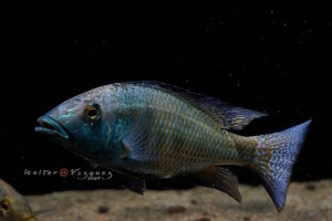 Fossorochromis rostratus 'Otter Point'