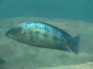 Fossorochromis rostratus 'Thumbi West'