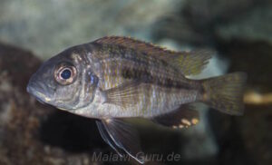 Hemitaeniochromis brachyrhynchus 'Boadzulu Island'
