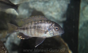 Hemitaeniochromis brachyrhynchus