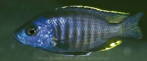 Hemitaeniochromis brachyrhynchus - Galerie Hemitaeniochromis Bildergalerie
