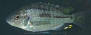 Hemitaeniochromis brachyrhynchus 'Zimbawe Rock'