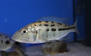 Hemitaeniochromis urotaenia - Galerie Hemitaeniochromis urotaenia 'Chimwalani Reef'