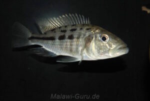 Hemitaeniochromis urotaenia 'Likoma Island'