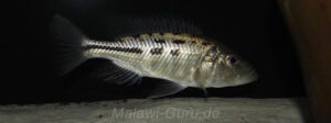 Hemitaeniochromis urotaenia 'Likoma Island'