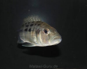 Hemitaeniochromis urotaenia