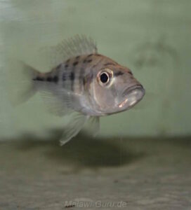 Hemitaeniochromis urotaenia 'Likoma Island'