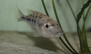 Hemitaeniochromis urotaenia