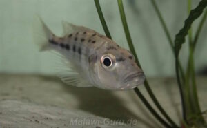 Hemitaeniochromis urotaenia
