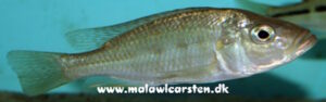 Hemitaeniochromis urotaenia 'Ntekete'
