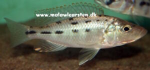 Hemitaeniochromis urotaenia 'Ntekete'