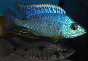 Hemitilapia oxyrhynchus 'Likoma'