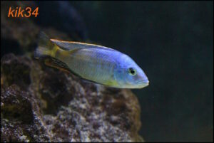 Hemitilapia oxyrhynchus