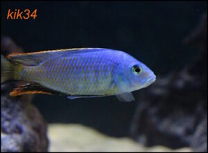 Hemitilapia oxyrhynchus 'Likoma'