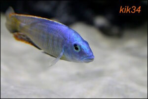 Hemitilapia oxyrhynchus 'Likoma'