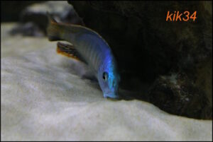 Hemitilapia oxyrhynchus 'Likoma'
