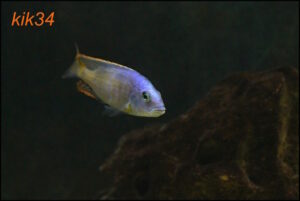 Hemitilapia oxyrhynchus 'Likoma'