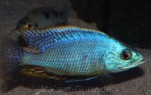 Hemitilapia oxyrhynchus 'Likoma'