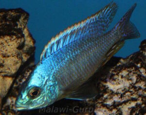 Hemitilapia oxyrhynchus 'Likoma'