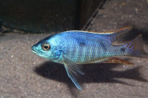 Hemitilapia oxyrhynchus 'Likoma'