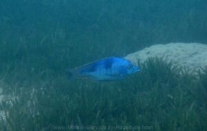Hemitilapia oxyrhynchus 'Mumbo Island'