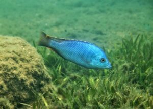 Hemitilapia oxyrhynchus 'Mumbo Island'
