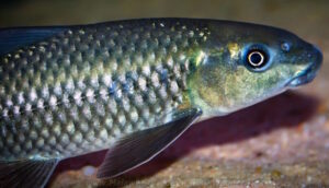Labeo cylindricus