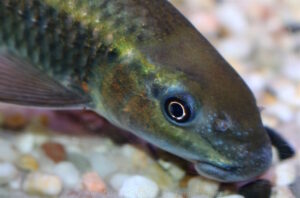 Labeo cylindricus