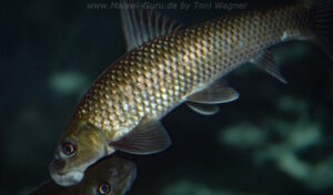 Labeo cylindricus