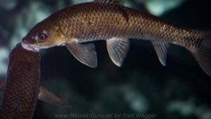 Labeo cylindricus