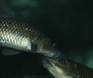 Labeo cylindricus