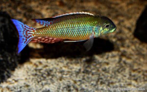 Lethrinops albus 'Kande Island''Kande Island' Lethrinops albus 'Kande Island'